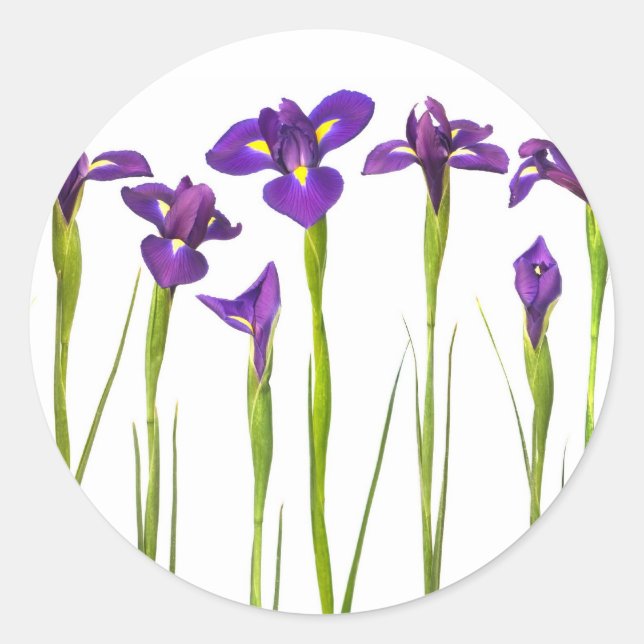Adesivo Redondo Íris Roxos - Modelo Personalizada da Flor Íris (Frente)