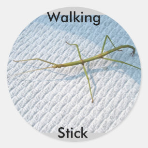 Adesivo Redondo Itens comuns de Walkingstick (Diapheromera femorat