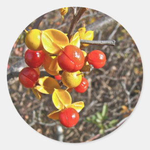 Adesivo Redondo Itens de Berries de Vinha Bitterdoce