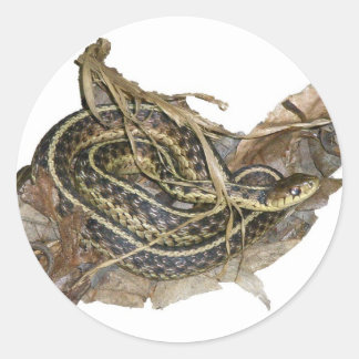 Adesivo Redondo Itens de Coordenação do Cobra de Jardim do Jovem O