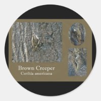 Itens de Coordenada do Passageiro Marrom Creeper