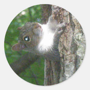 Adesivo Redondo Itens de Esquilo de Cinza oriental (Sciurus caroli