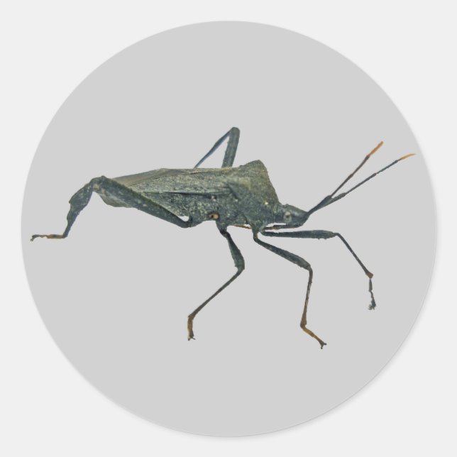 Adesivo Redondo Itens do Inseto da Assasina Preta Adulta (Reduviid (Frente)