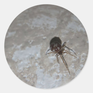 Adesivo Redondo Itsy Bitsy Spider #3