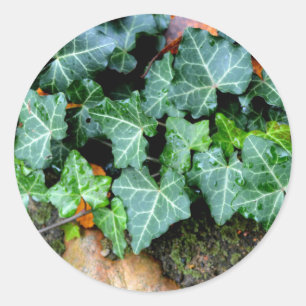 Adesivo Redondo Ivy e pedra de campo