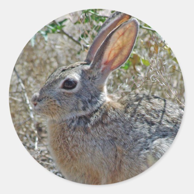 Adesivo Redondo Jack Rabbitt (Frente)