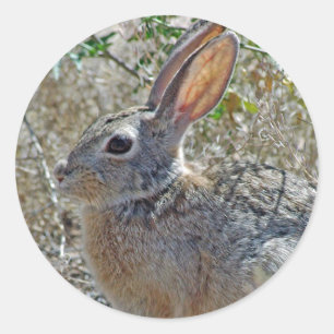 Adesivo Redondo Jack Rabbitt