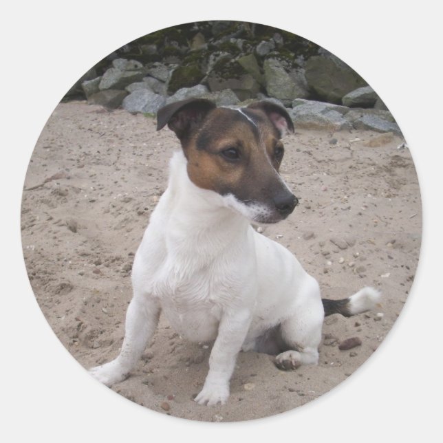 Adesivo Redondo Jack Russell klein Hund (Frente)