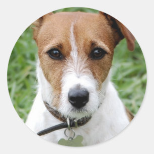 Adesivo Redondo Jack Russell Terrier Sticker