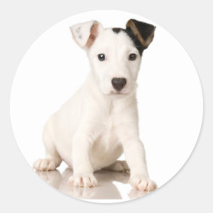 Adesivo Redondo Jack Russell Terrier Stickers