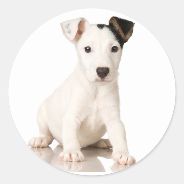 Adesivo Redondo Jack Russell Terrier Stickers (Frente)