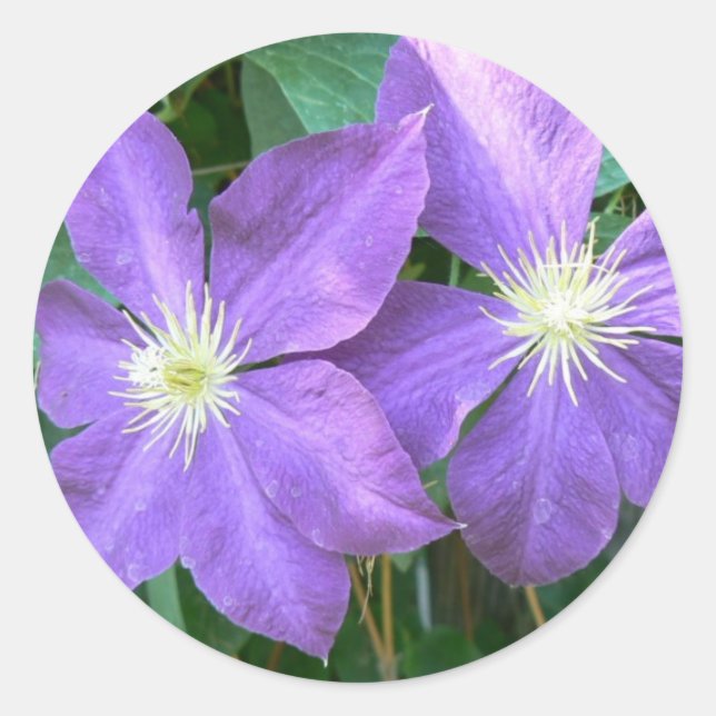 Adesivo Redondo Jackmanii Clematis (Frente)