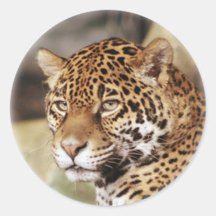 Adesivo Redondo Jaguar Sticker