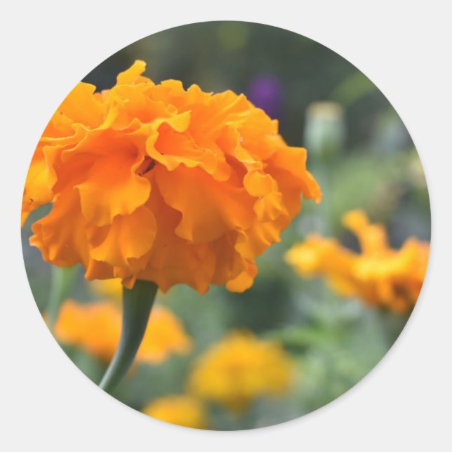 Adesivo Redondo Jardim de Fotografia da Flor Laranja Marigold (Frente)