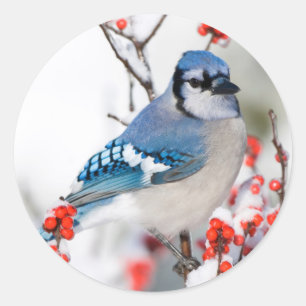 Adesivo Redondo Jay azul no Winterberry comum