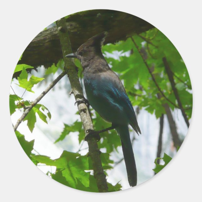 Adesivo Redondo Jay de Steller no Parque Nacional de Yosemite (Frente)