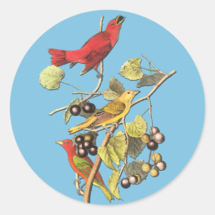 Adesivo Redondo John J Audubon Summer Tanager Bird Art Stickers