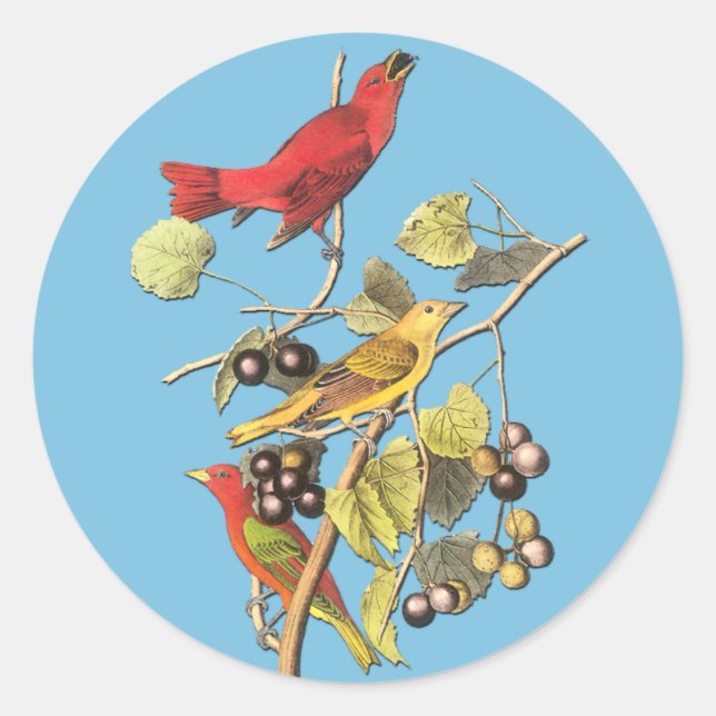 Adesivo Redondo John J Audubon Summer Tanager Bird Art Stickers (Frente)