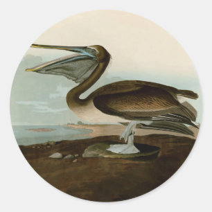 Adesivo Redondo John James Audubon Brown Pelican Trabalho de arte
