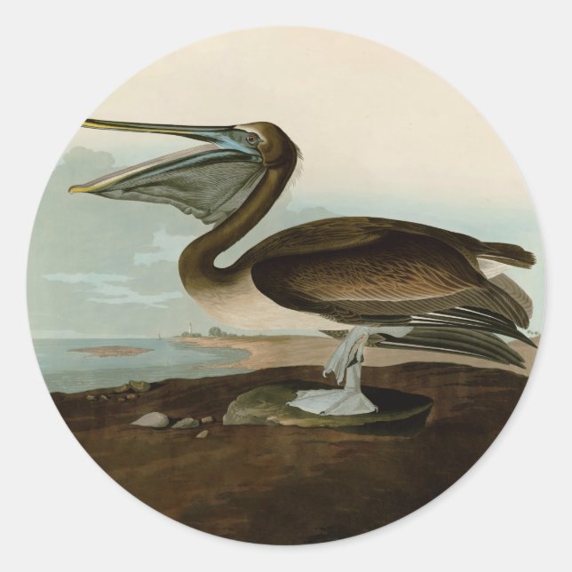 Adesivo Redondo John James Audubon Brown Pelican Trabalho de arte  (Frente)
