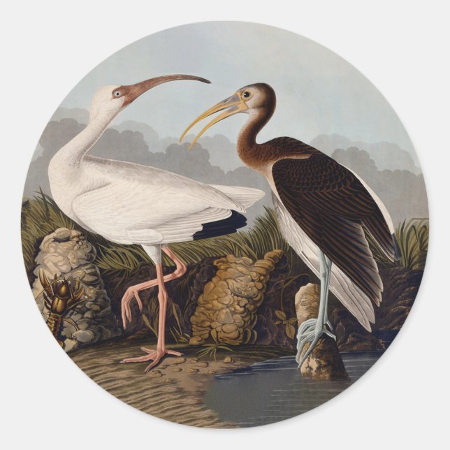 Adesivo Redondo John James Audubon White Ibis Bird Print Classic (Frente)