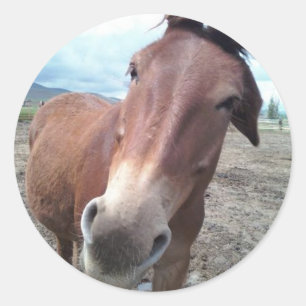 Adesivo Redondo Josie, a mula engraçada