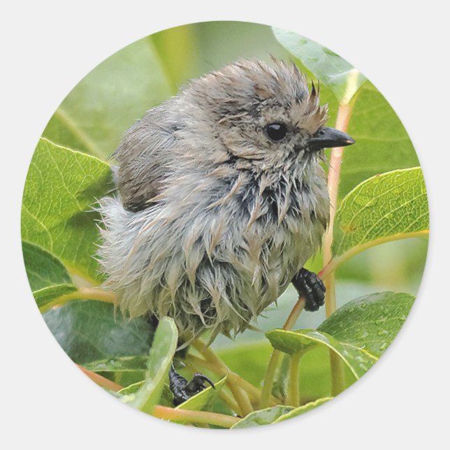 Adesivo Redondo Jovem Bushtit Mole e Bonita Songbird em Laurel (Frente)