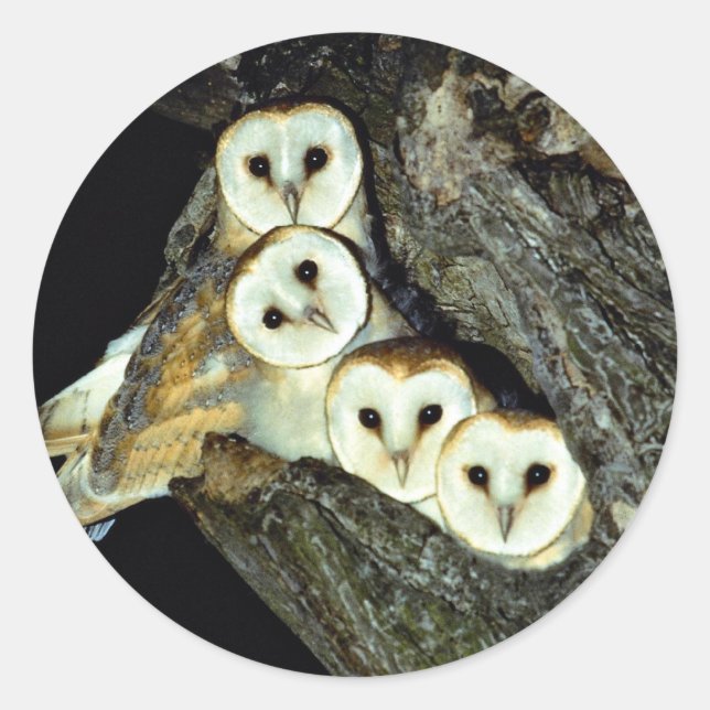 Adesivo Redondo Jovem celeiro, 9 semanas de idade (Frente)