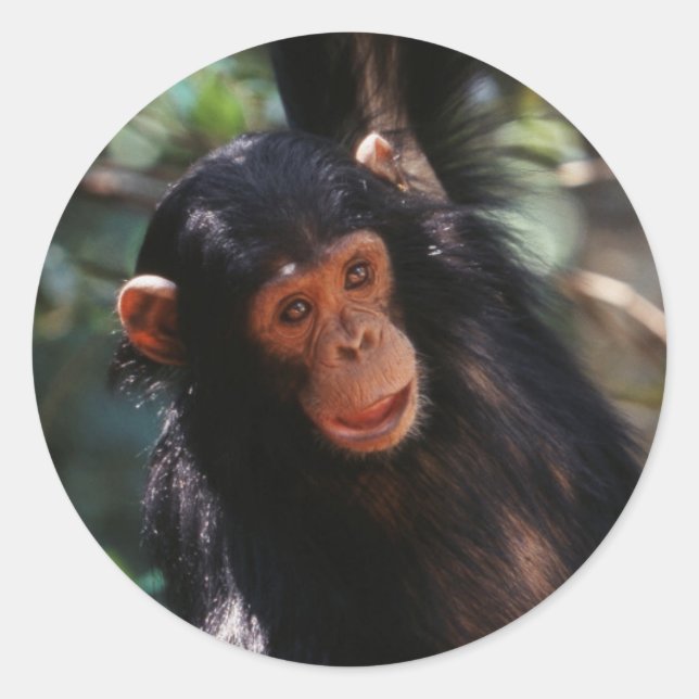 Adesivo Redondo Jovem Chimpanzé (Frente)
