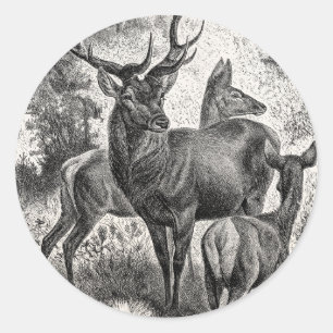 Adesivo Redondo Jovem corça da gama do veado da ilustração do