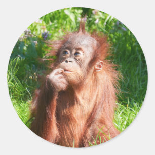 Adesivo Redondo Jovem Orangutan Deep em Pensamento