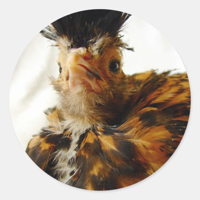 Adesivo Redondo Jovem Polonês (Frente)