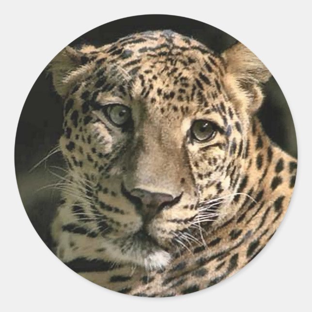 Adesivo Redondo Jovens Presentes de Arte de Leopardo (Frente)