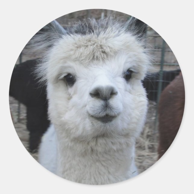 Adesivo Redondo Jules Verne (Frente)