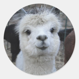 Adesivo Redondo Jules Verne