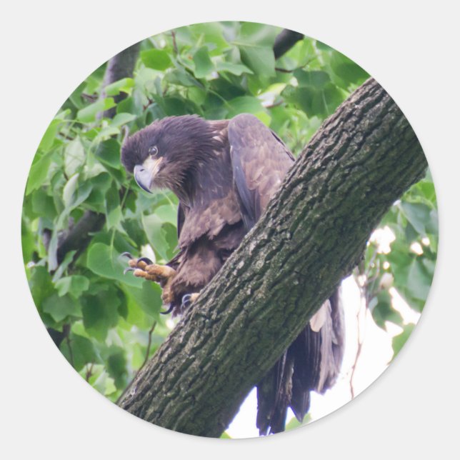 Adesivo Redondo Juvenile Bald Eagle (Frente)