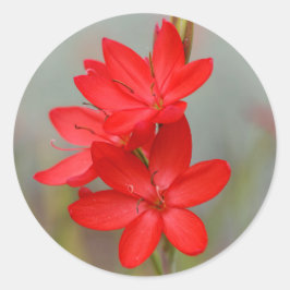 Adesivo Redondo Kaffir Lily / River Lily / Hesperantha Coccinea