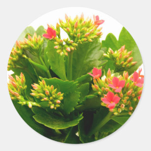 Adesivo Redondo Kalanchoe blossfeldiana