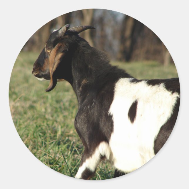 Adesivo Redondo Kalvin (Frente)