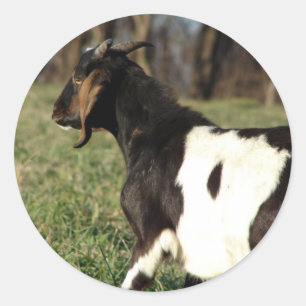 Adesivo Redondo Kalvin