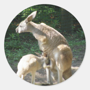 Adesivo Redondo Kangaroo Joey Stickers