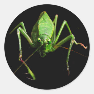 Adesivo Redondo Katydid