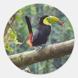 Adesivo Redondo Keel Billed Toucan