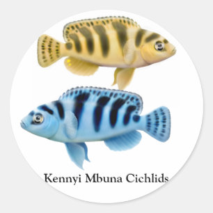 Adesivo Redondo Kennyi African Rift Lake Cichlids Sticker