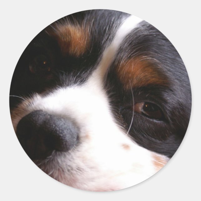 Adesivo Redondo King Charles Cavalier Spaniel Sticker (Frente)