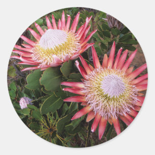 Adesivo Redondo King Protea (Protea Cynaroides), Helderberg