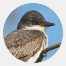Adesivo Redondo Kingbird oriental em uma ramificação