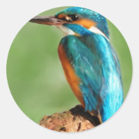 Kingfisher
