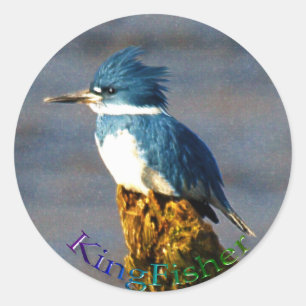 Adesivo Redondo Kingfisher Bird Wildlife Sticker
