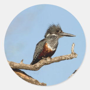 Adesivo Redondo Kingfisher gigante